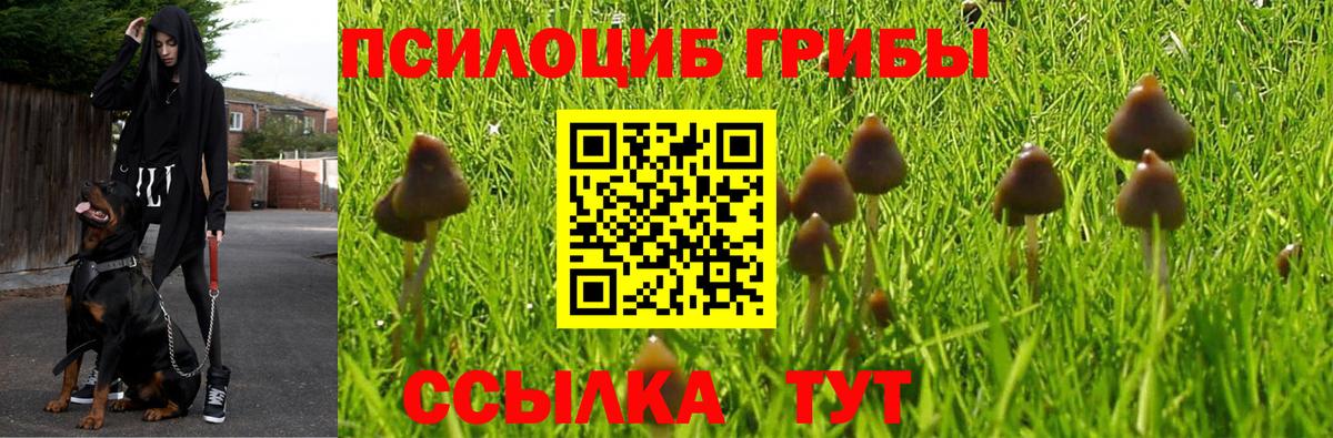 Псилоцибиновые грибы Psilocybe Находка